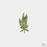 belanger spleenwort leaf brooch dgrie 3